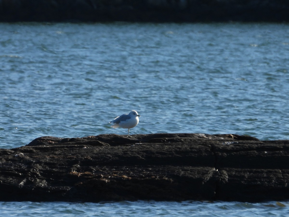 Ring-billed Gull - ML609901641