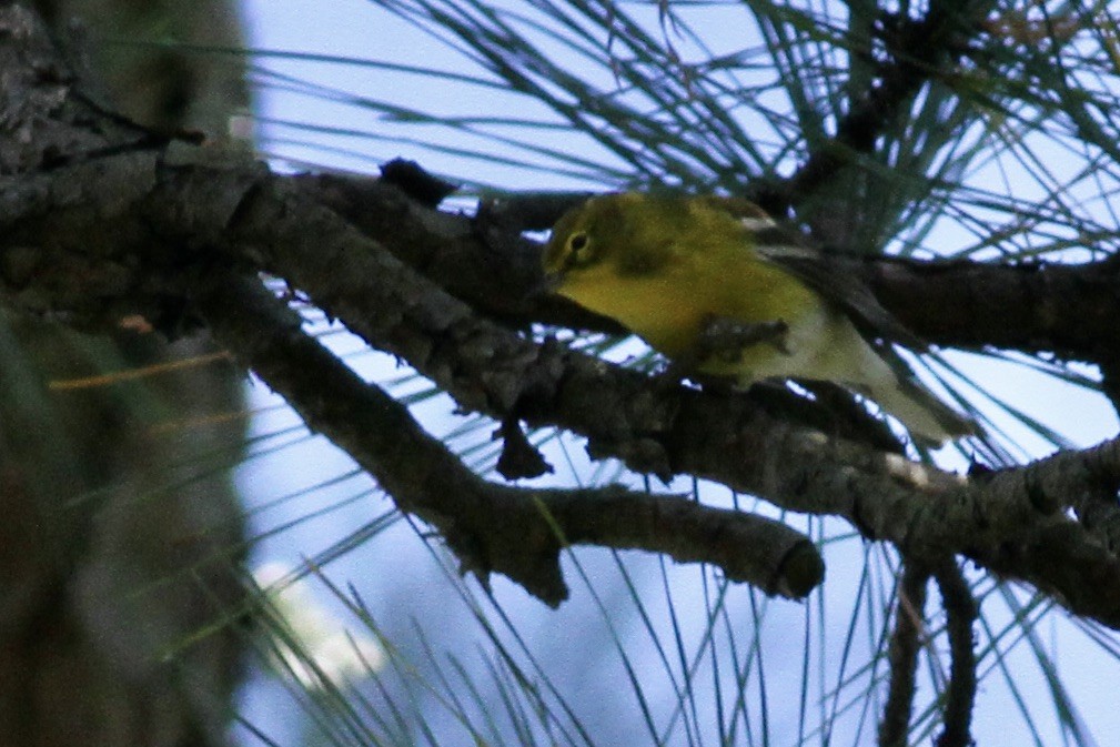 Pine Warbler - ML609901718