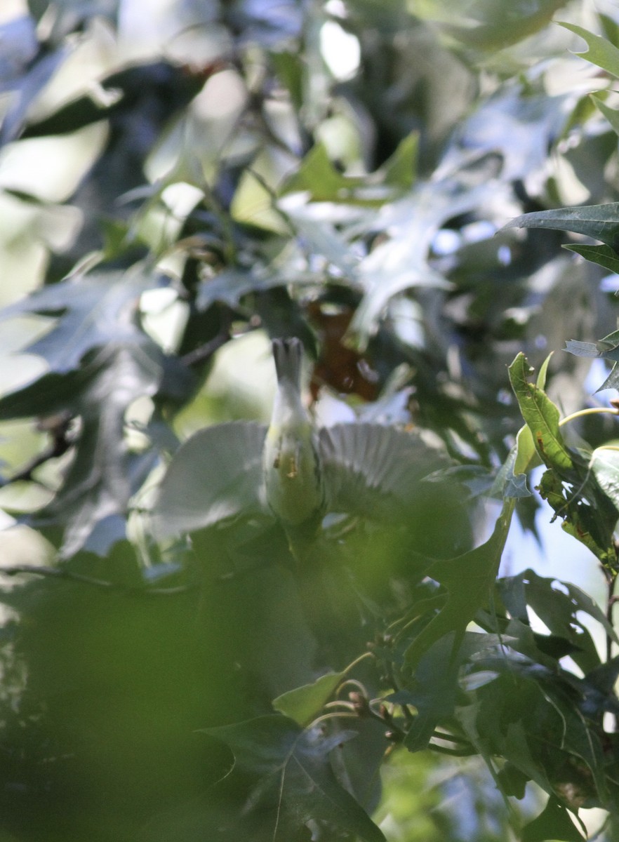 Black-throated Green Warbler - ML609901747