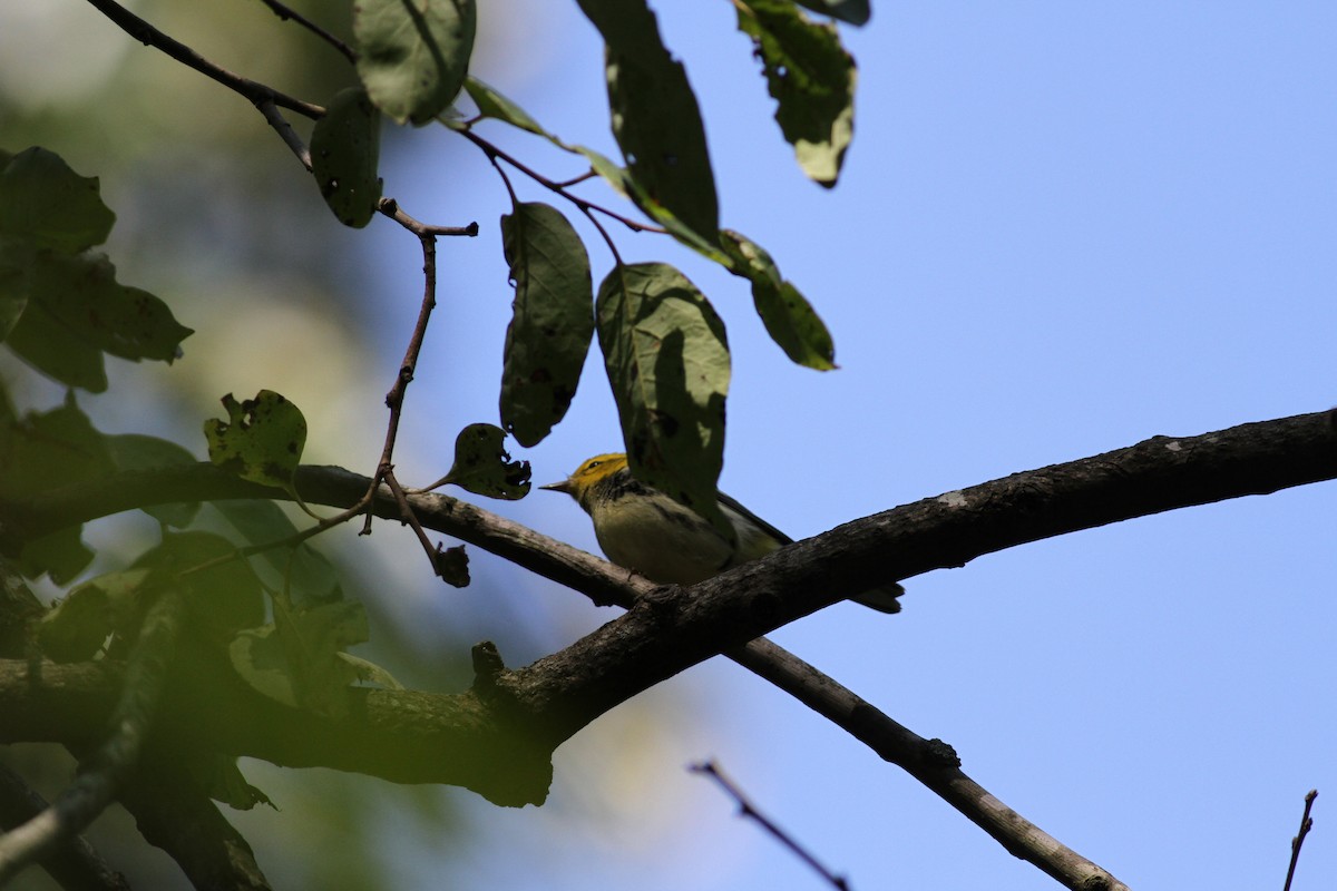 Black-throated Green Warbler - ML609901775