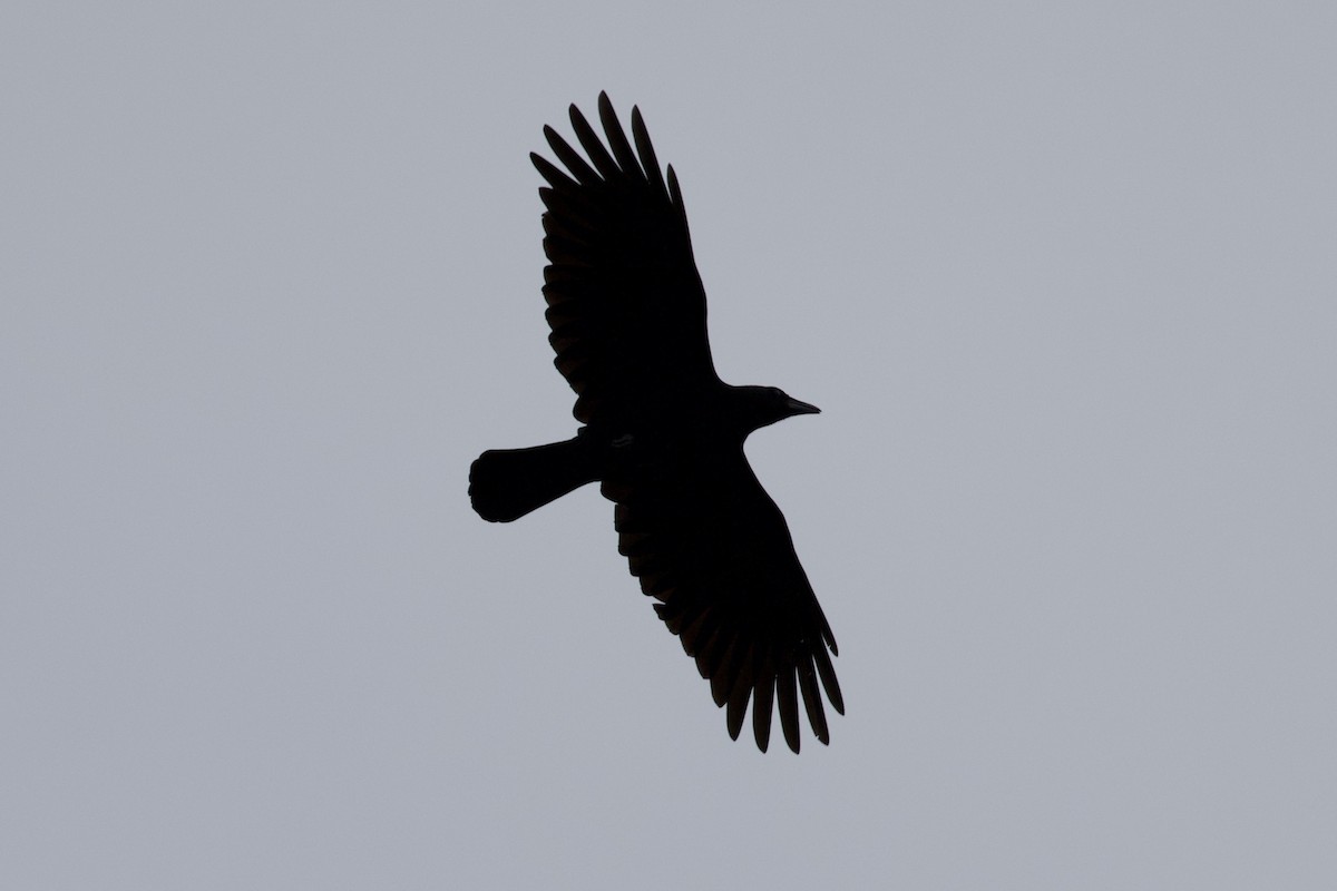 American Crow - ML609901776