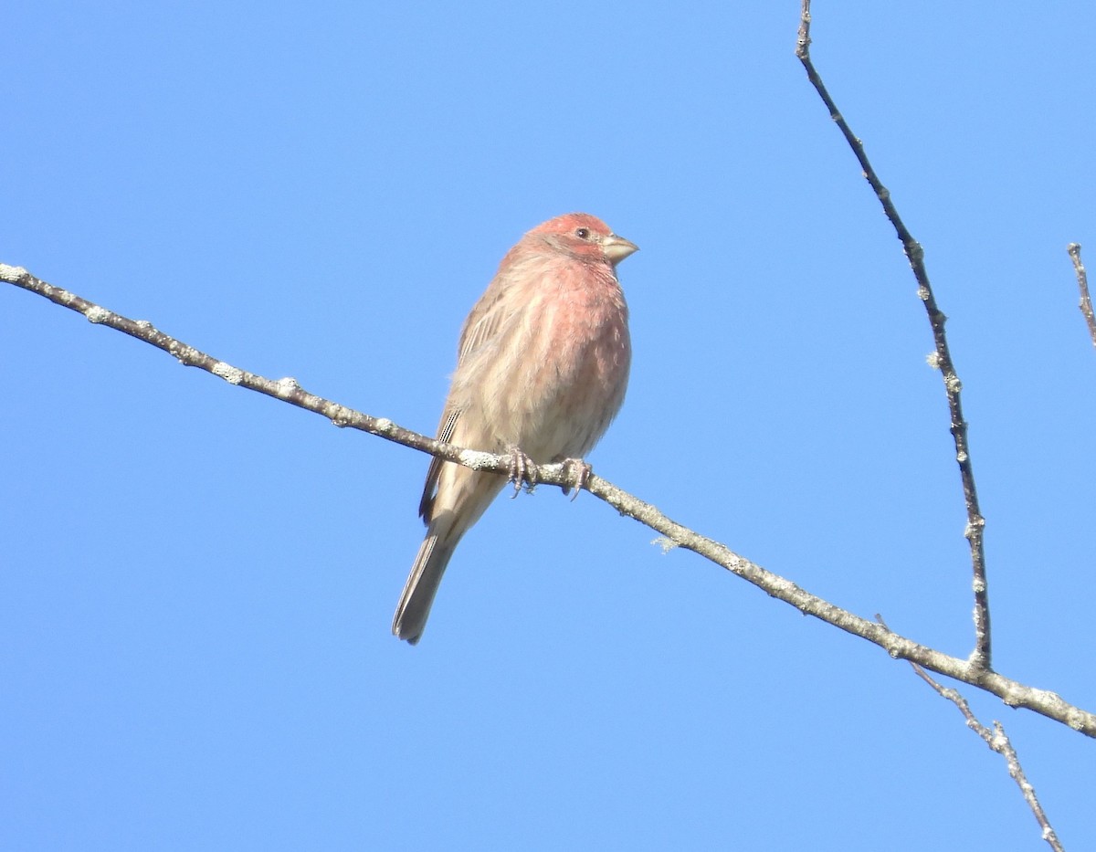 House Finch - ML609901786