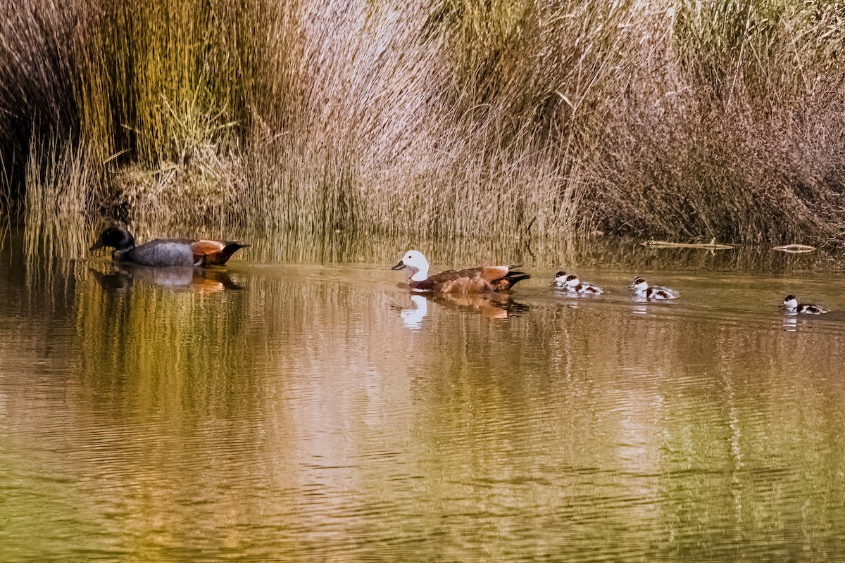 Paradise Shelduck - ML609901883