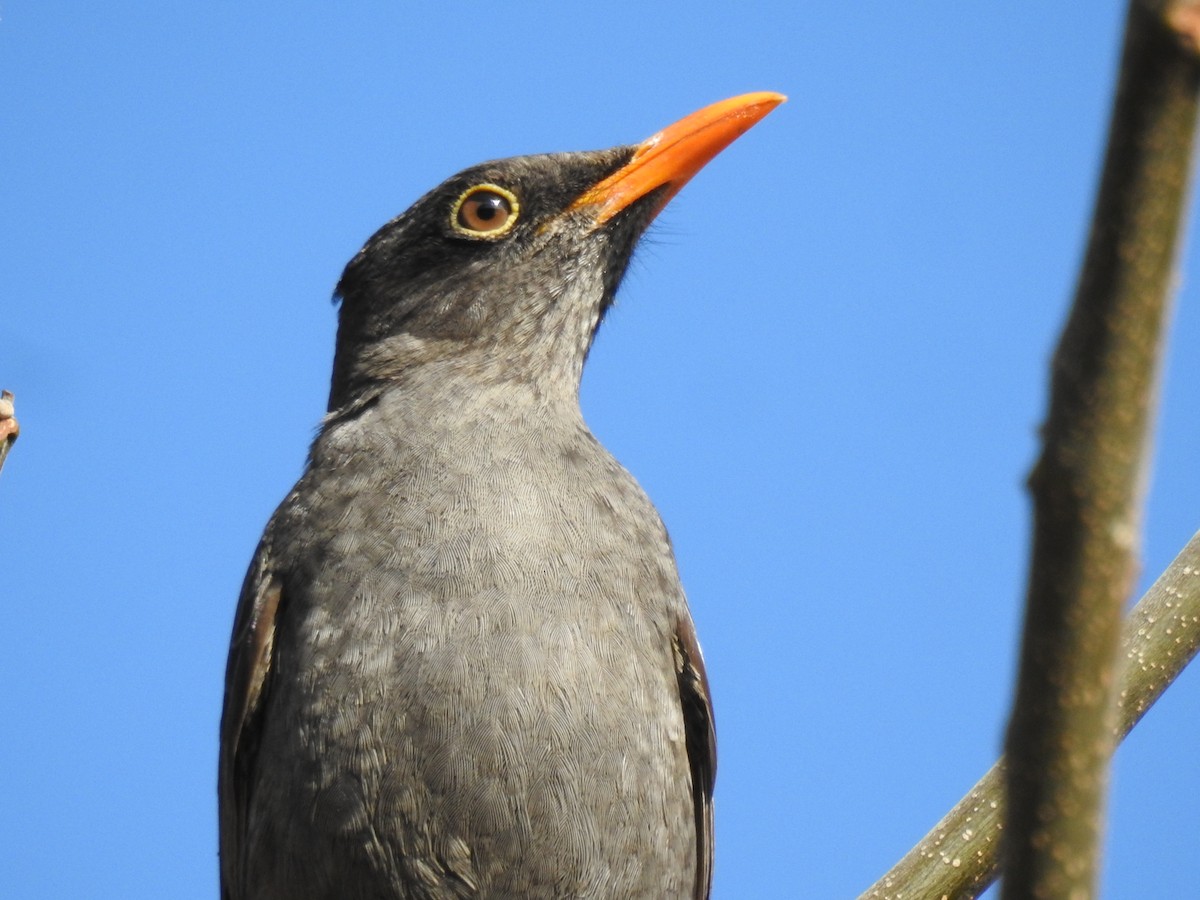 Chiguanco Thrush - ML609901956