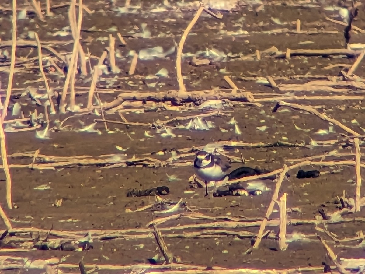 Semipalmated Plover - ML609902018
