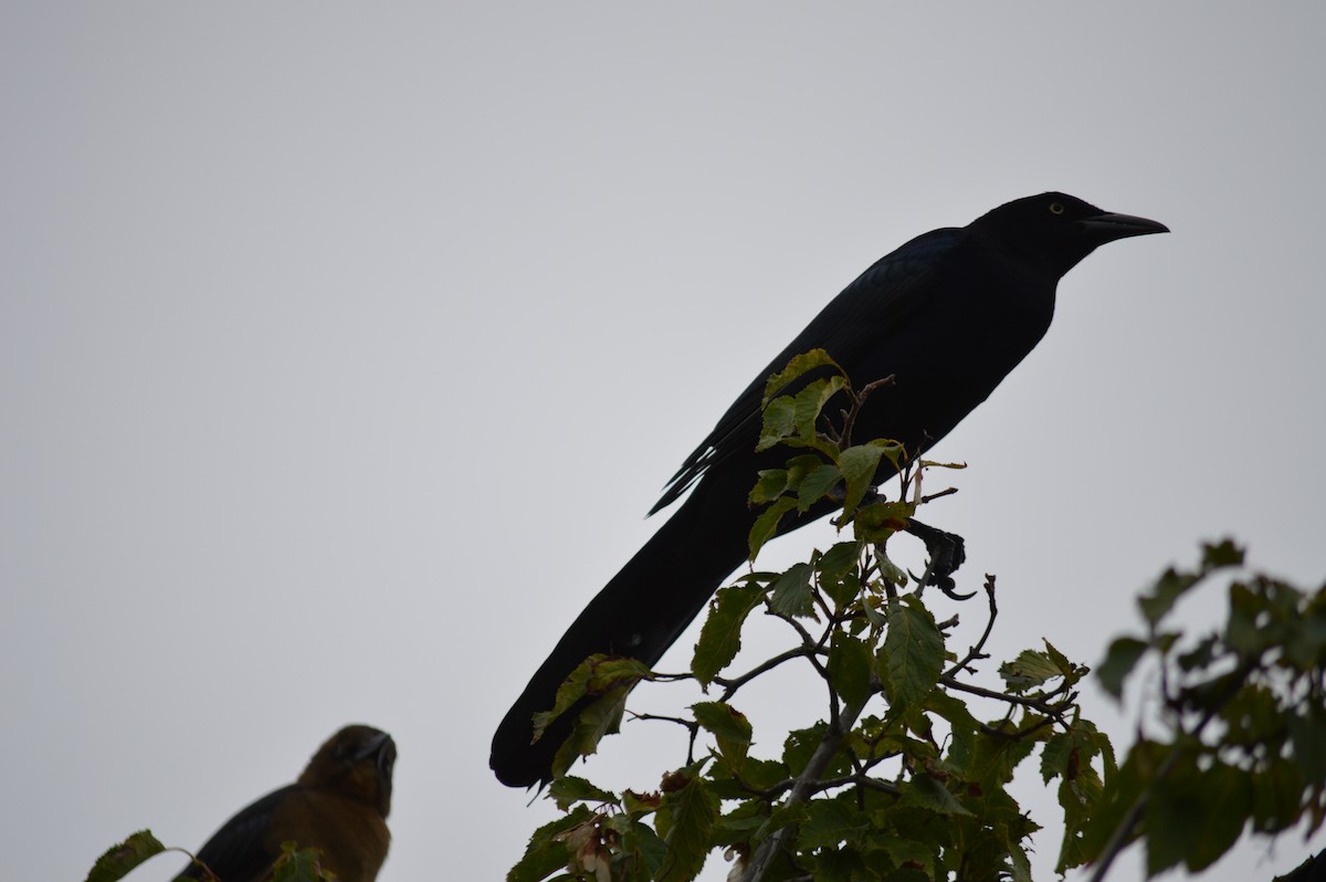 Great-tailed Grackle - ML609902027