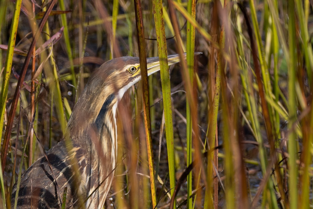 American Bittern - ML609902153