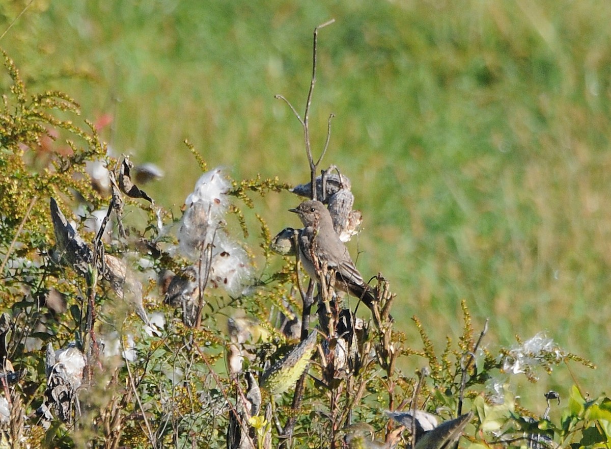 Say's Phoebe - ML609902214