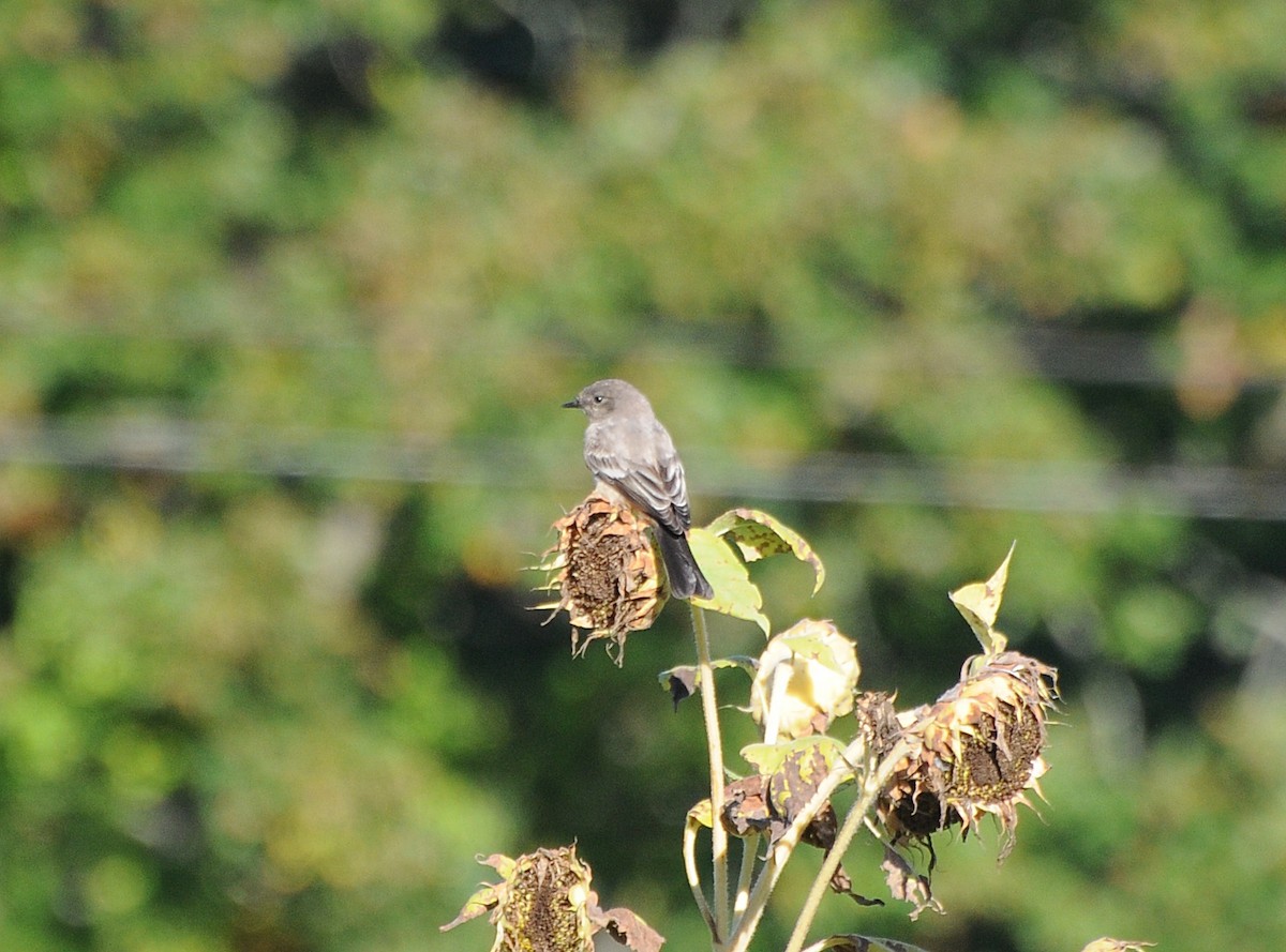 Say's Phoebe - ML609902216