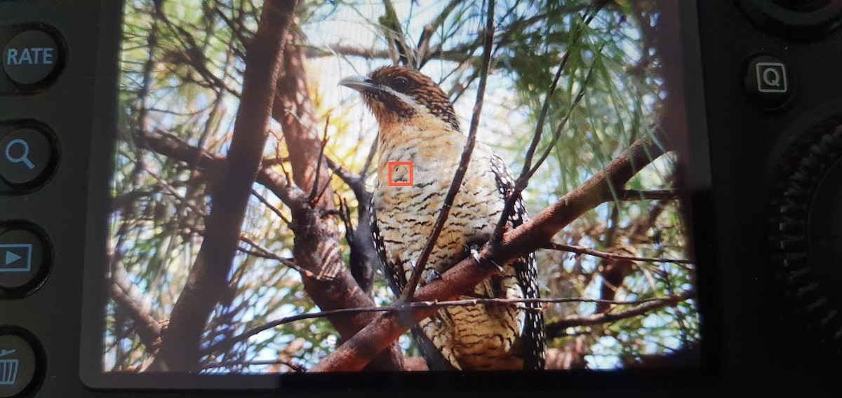 Pasifik Koeli (cyanocephalus/subcyanocephalus) - ML609902270