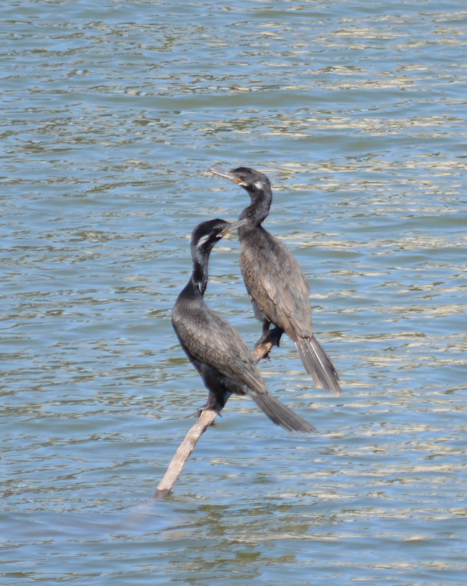 Neotropic Cormorant - ML609902321
