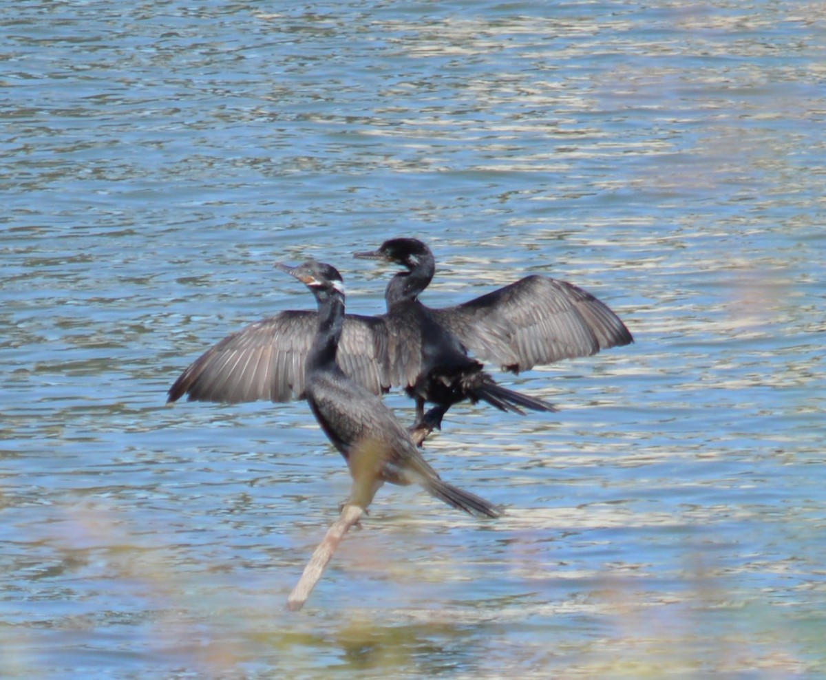 Neotropic Cormorant - ML609902322