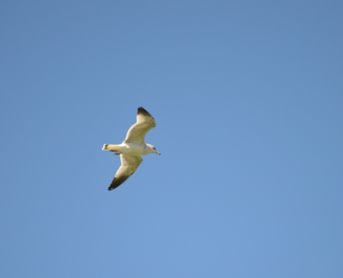 Ring-billed Gull - ML609902332