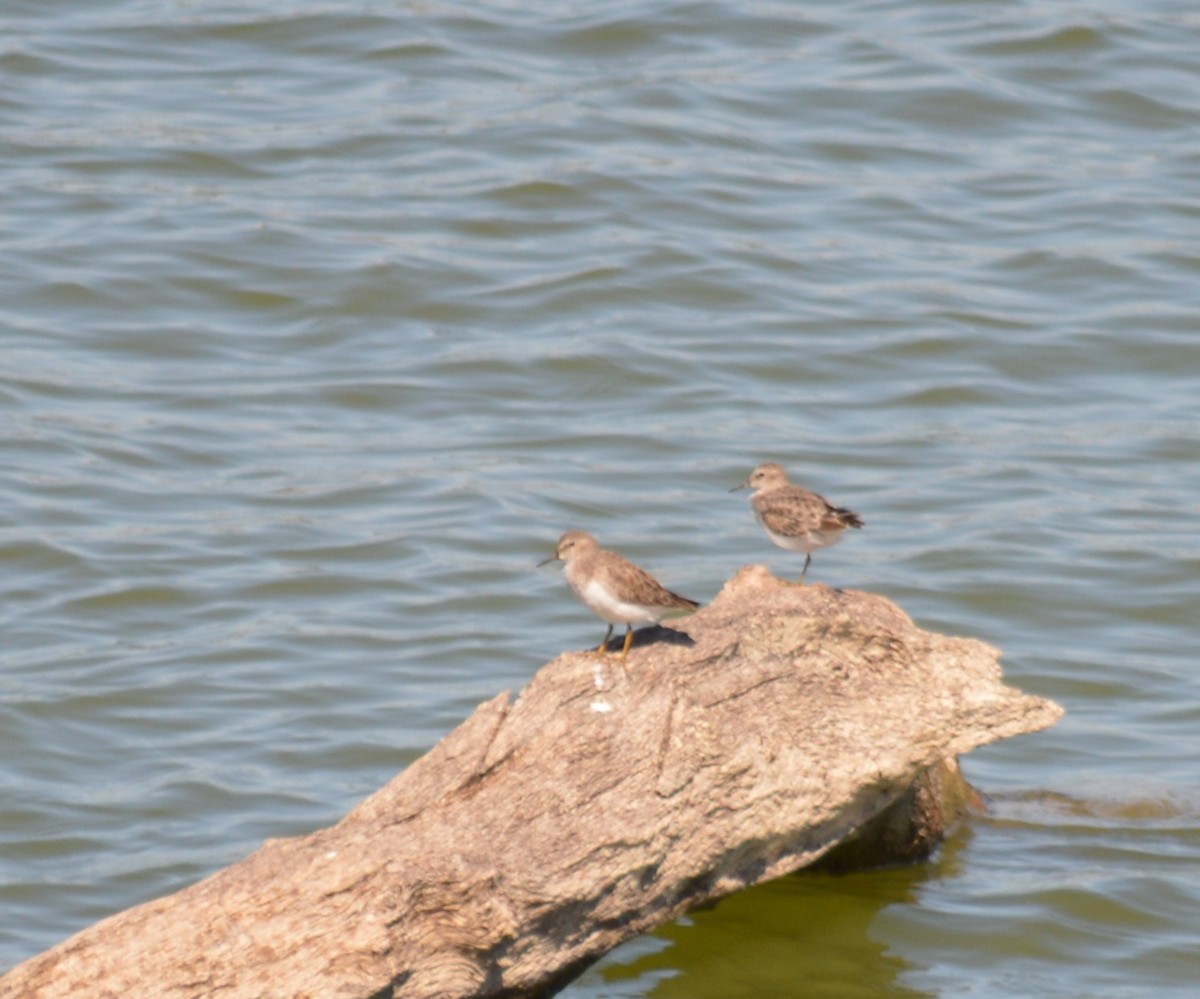 Least Sandpiper - ML609902343