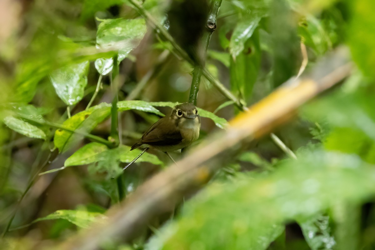 White-throated Spadebill - ML609902385