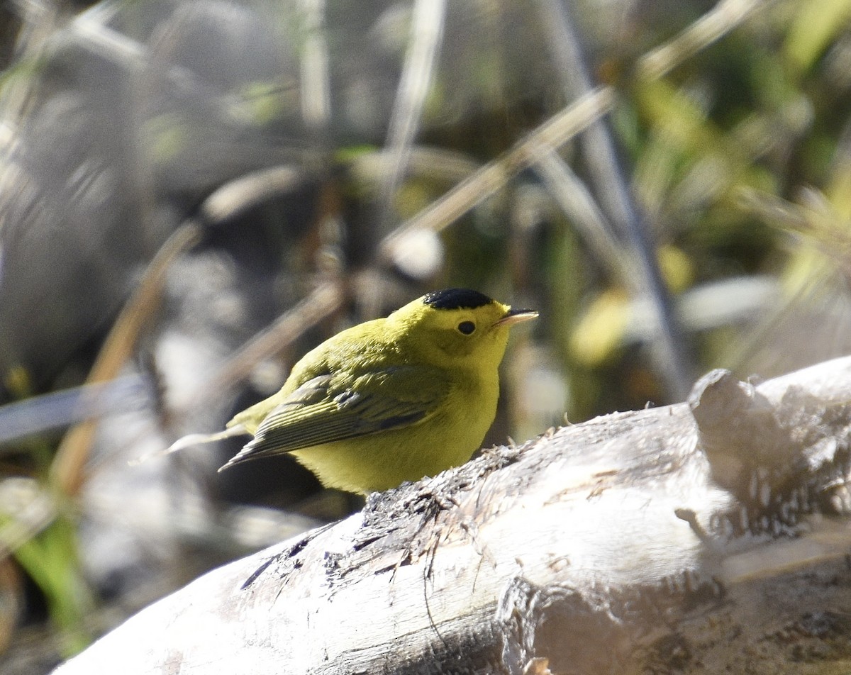 Wilson's Warbler - Austin Young