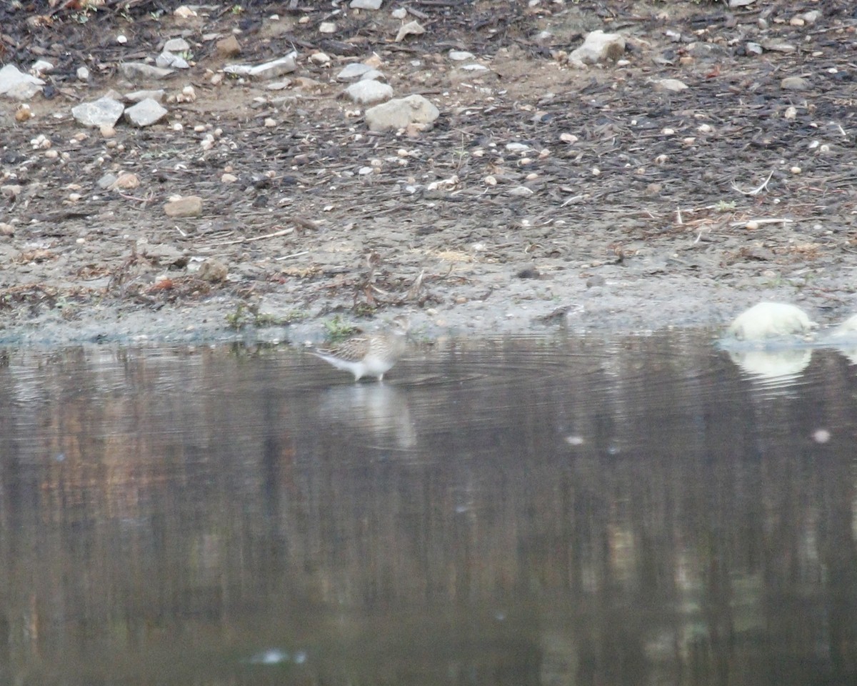 Pectoral Sandpiper - ML609902434