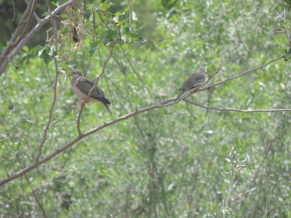 Picui Ground Dove - ML609902496