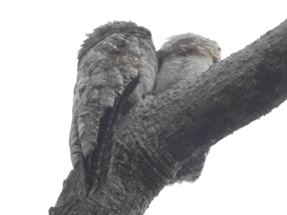 Great Potoo - ML609902564