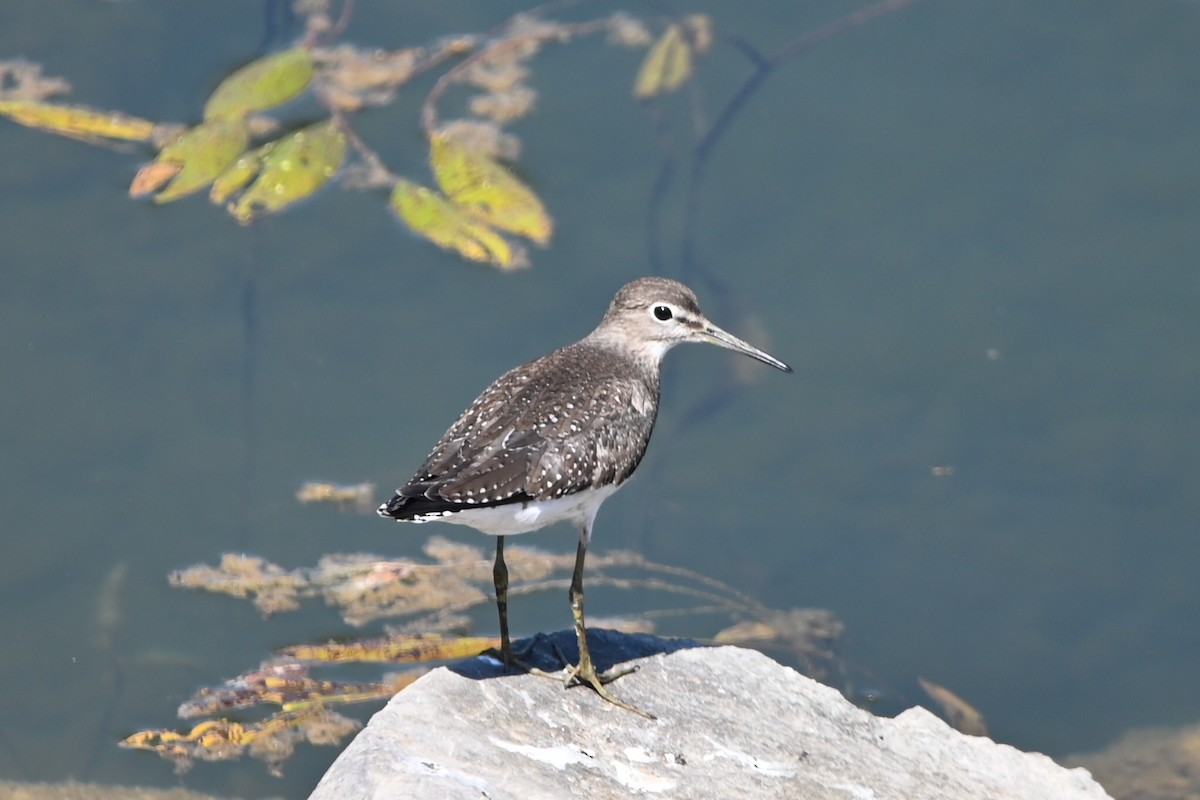 Solitary Sandpiper - ML609902666