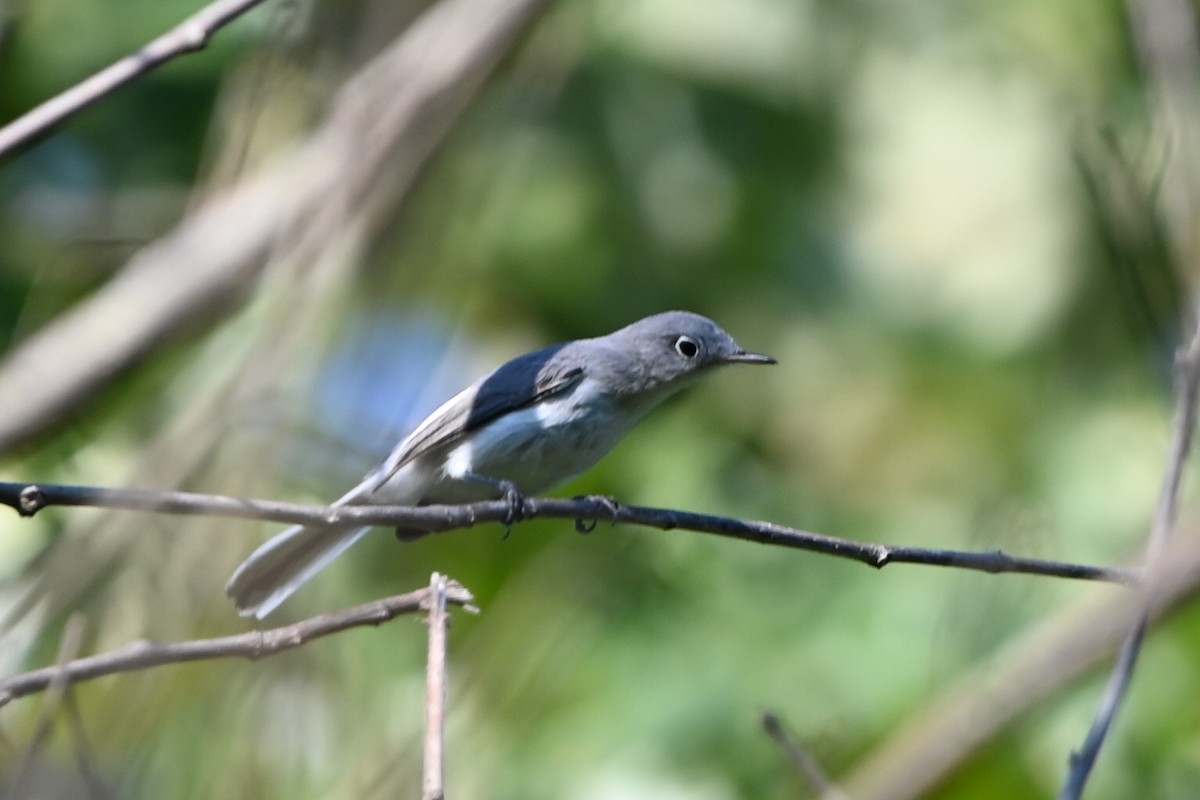 Blue-gray Gnatcatcher - ML609902676