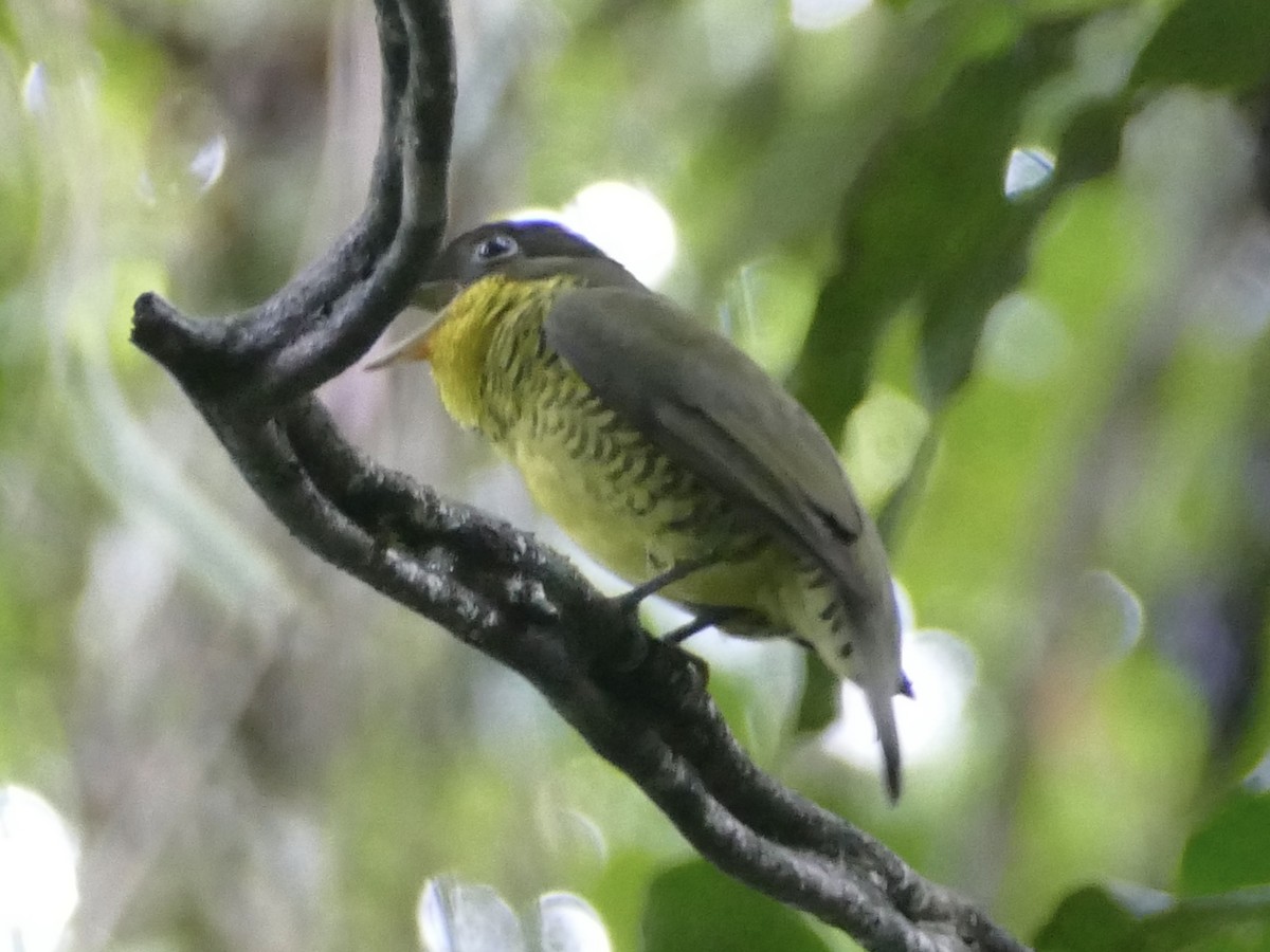 Brazilian Laniisoma - Peter Kaestner