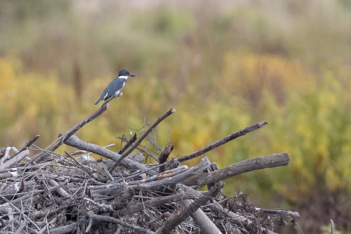 Belted Kingfisher - ML609902954