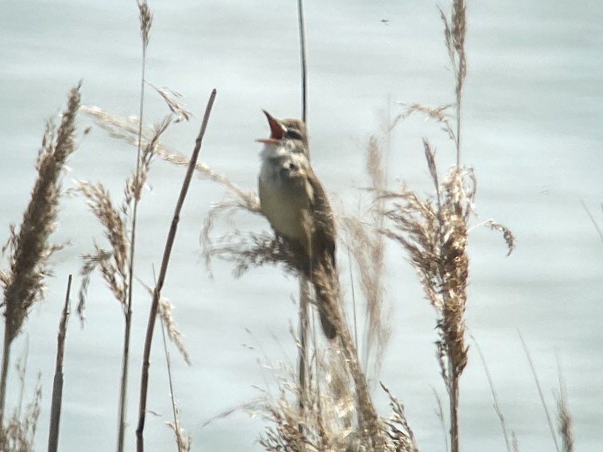 Great Reed Warbler - ML609902973