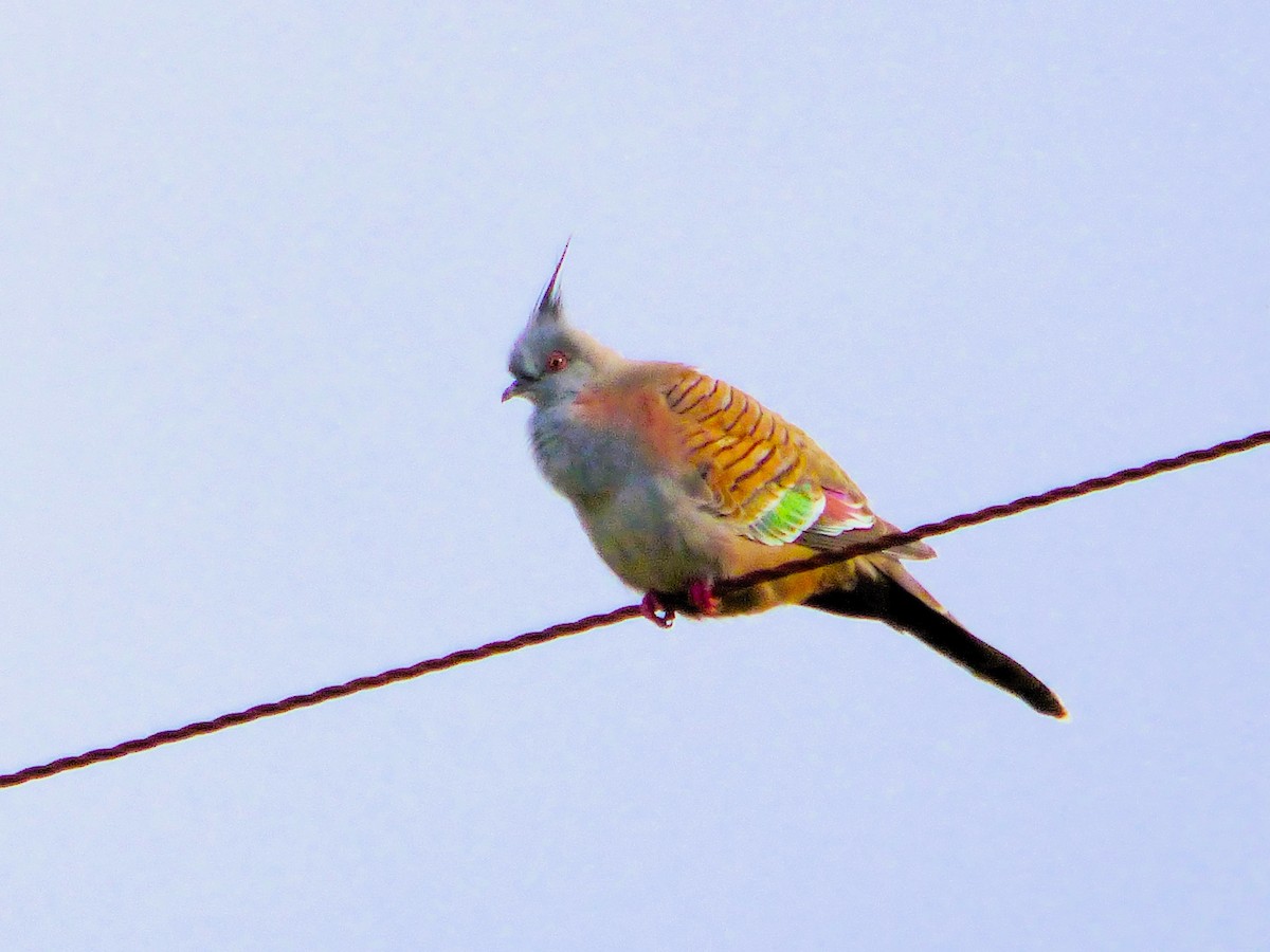 Crested Pigeon - ML609903048