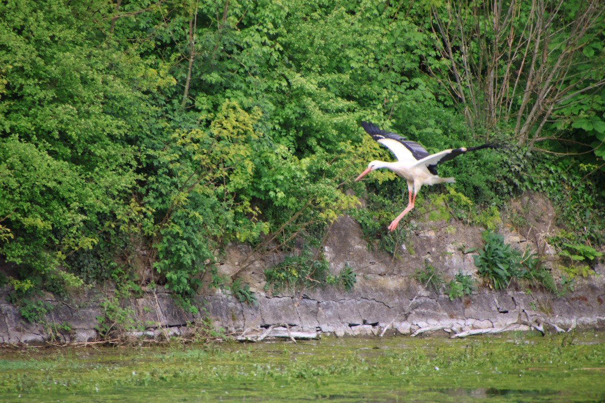 White Stork - Claire J.