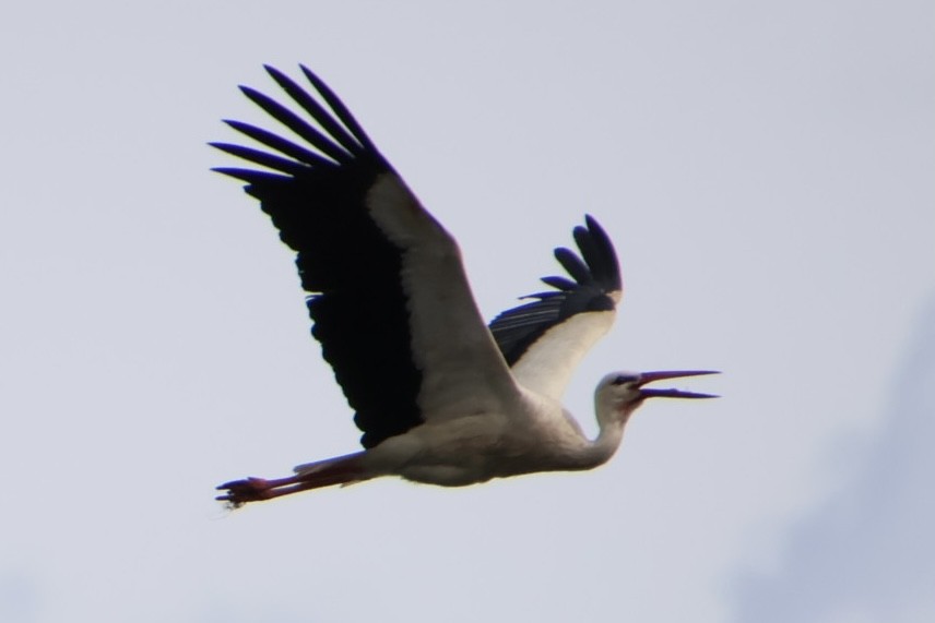 White Stork - Claire J.