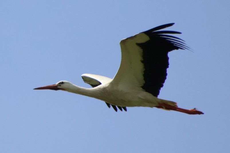 White Stork - Claire J.