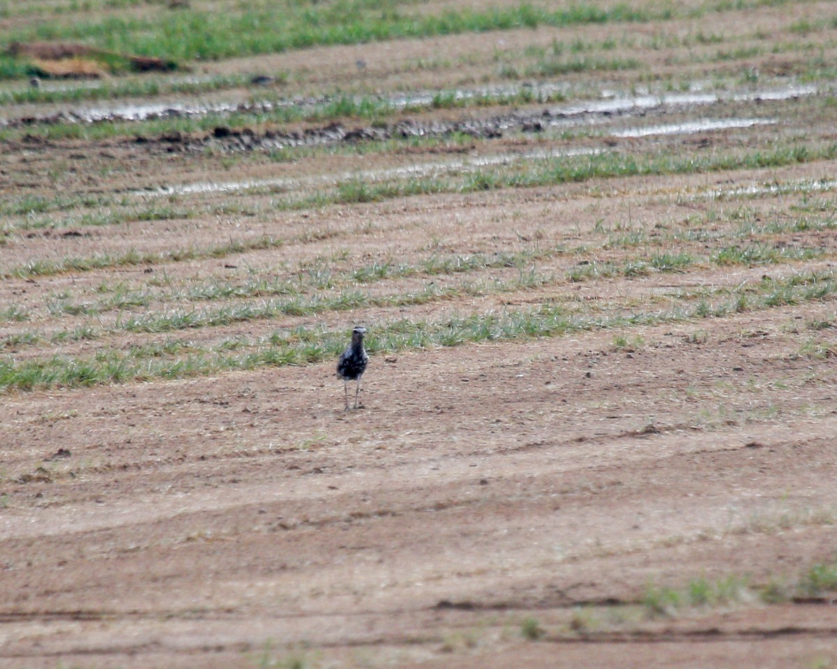 American Golden-Plover - ML609903157