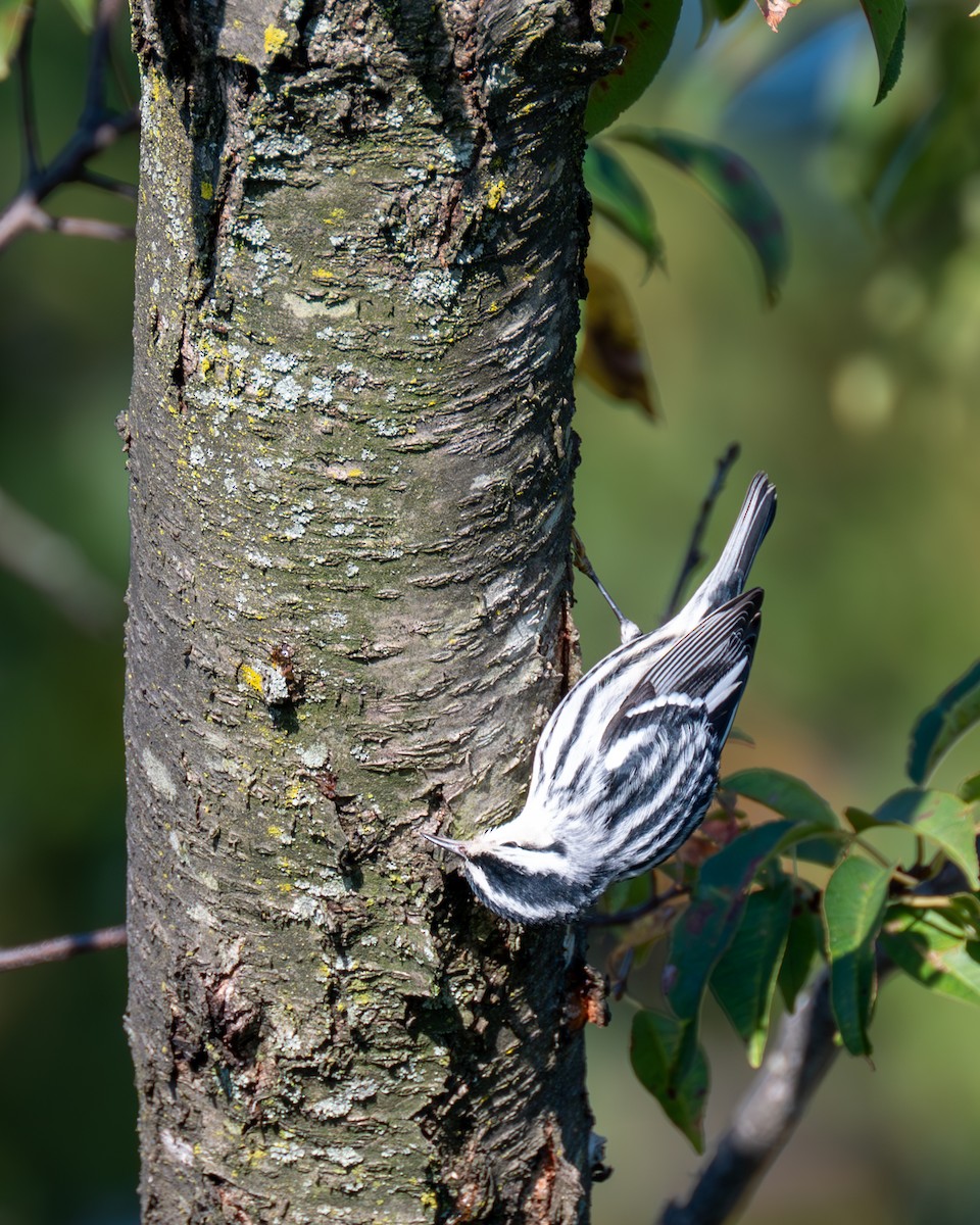 Black-and-white Warbler - ML609903194