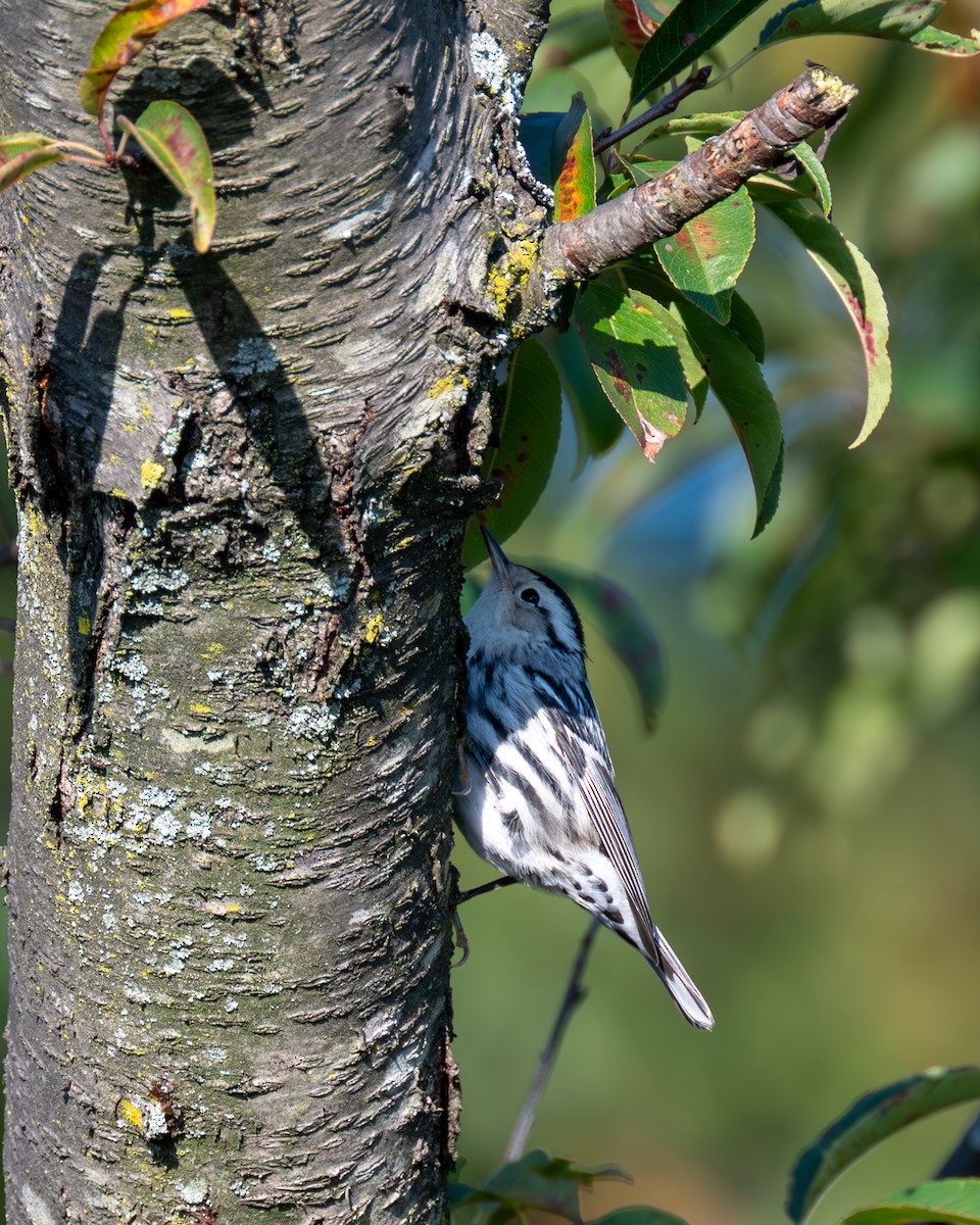 Black-and-white Warbler - ML609903195