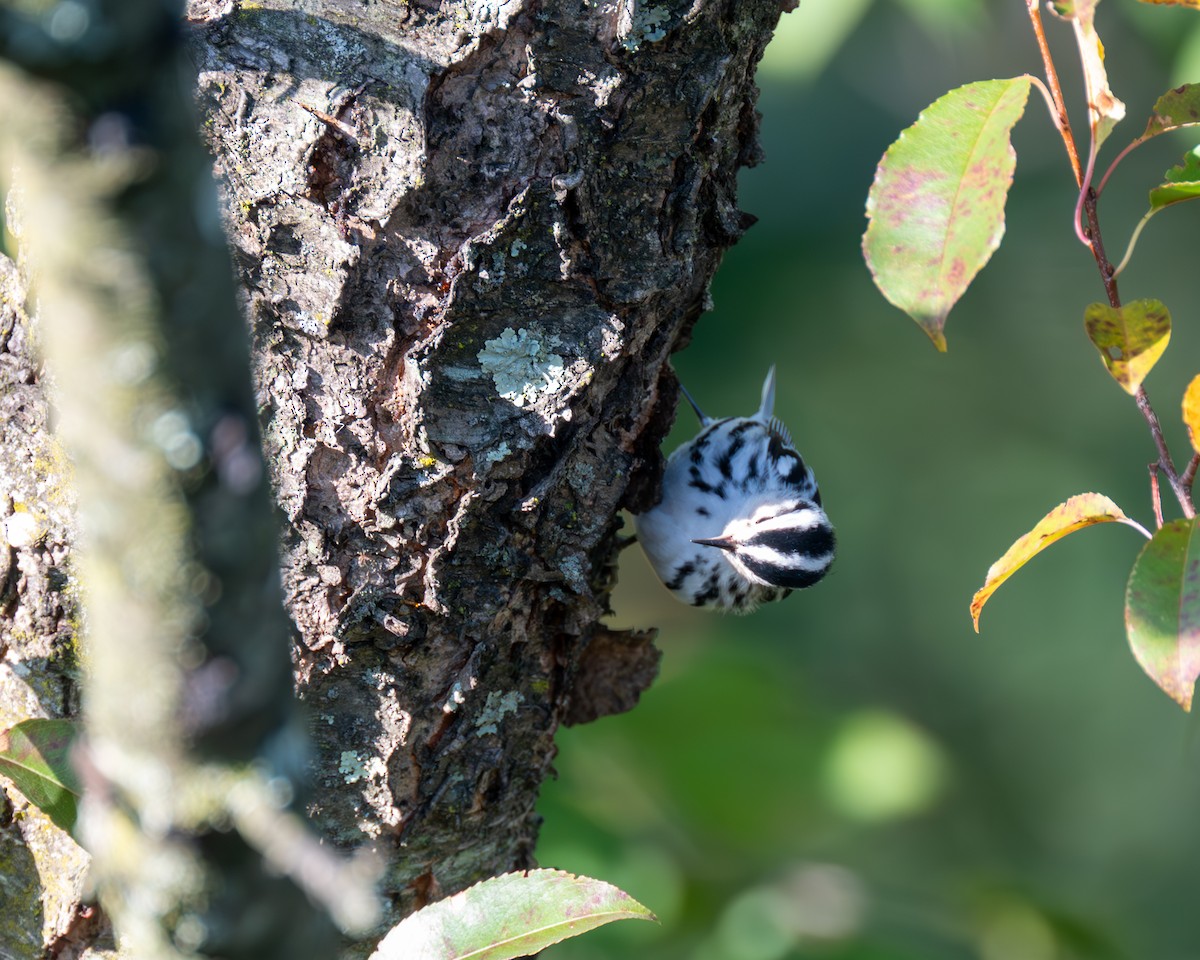 Black-and-white Warbler - ML609903196