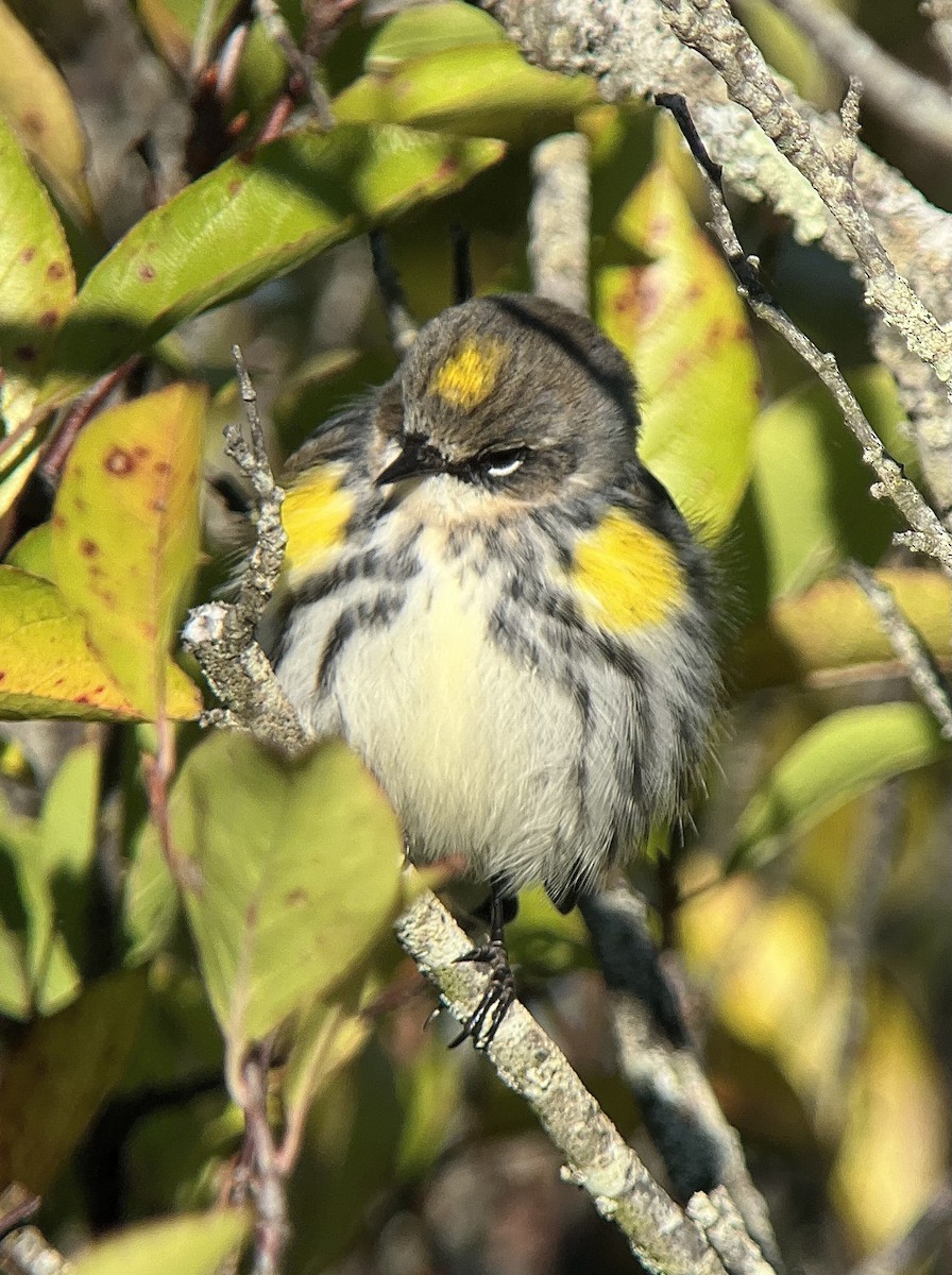 Yellow-rumped Warbler (Myrtle) - ML609903206