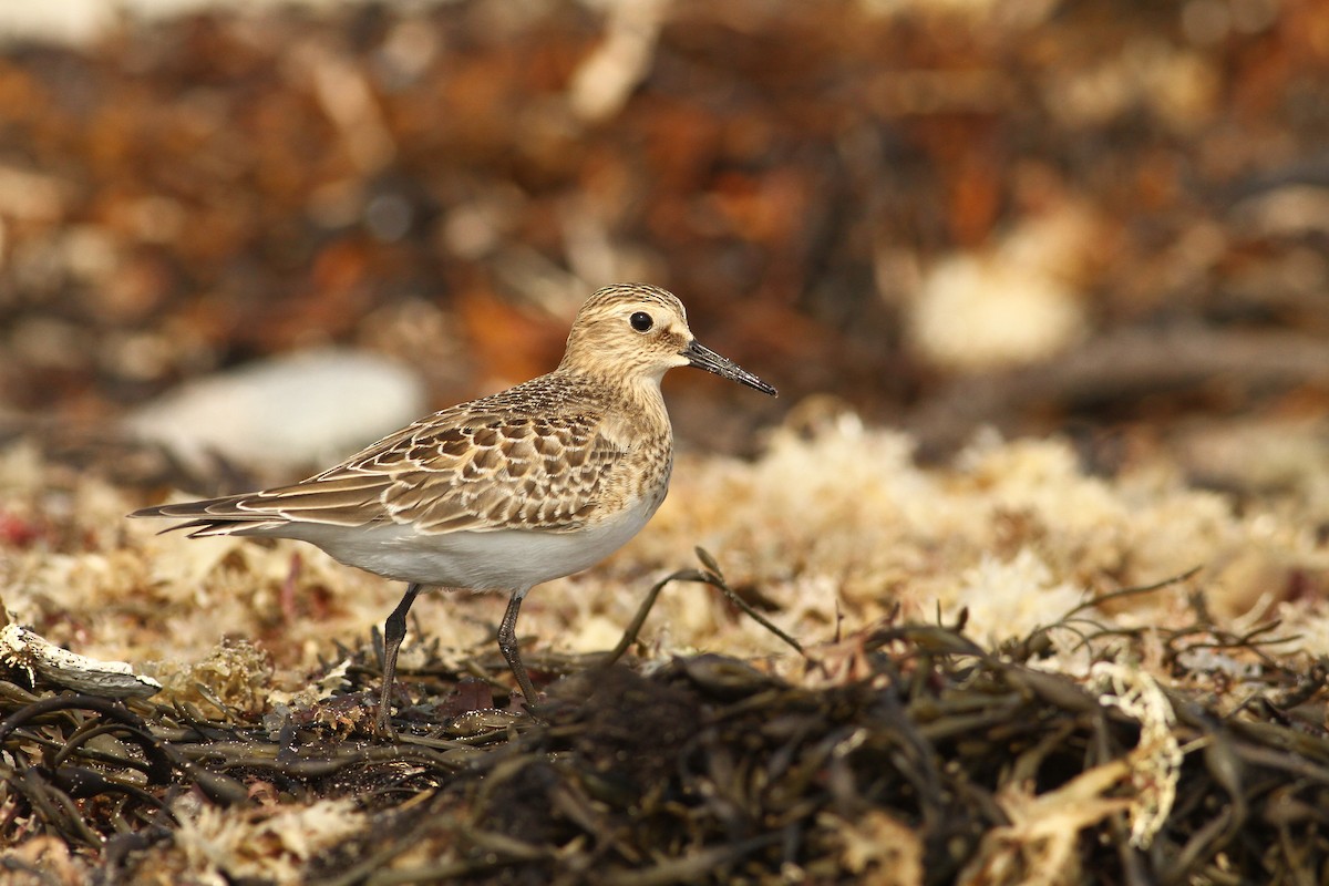 Baird's Sandpiper - Luke Seitz