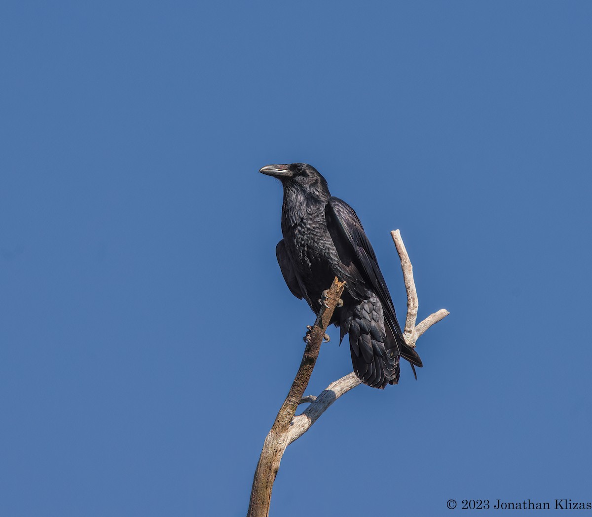 Common Raven - ML609903233