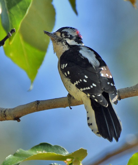 Downy Woodpecker - ML609903338