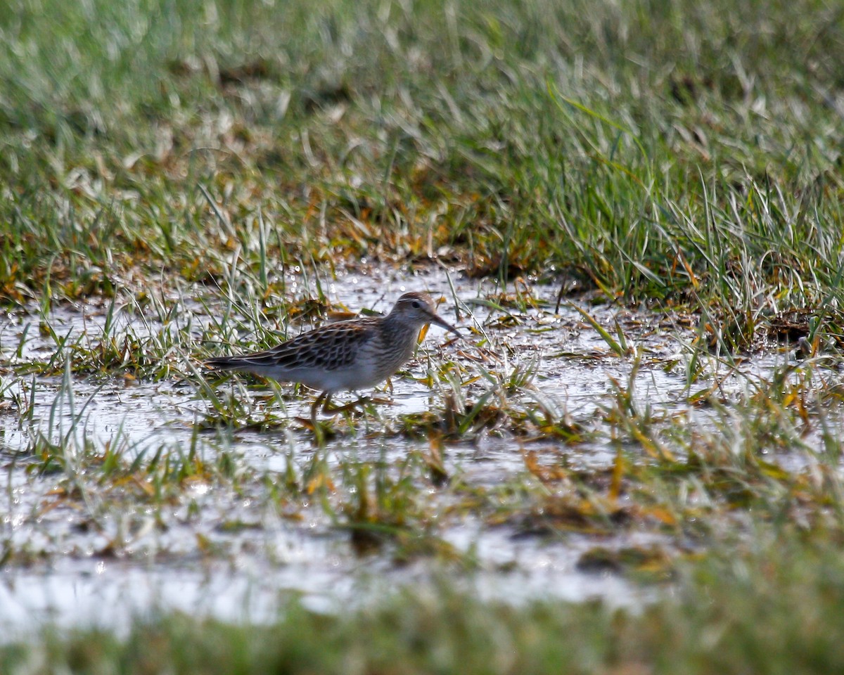 Pectoral Sandpiper - ML609903351