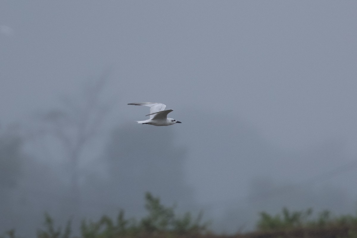 Gull-billed Tern - ML609903372