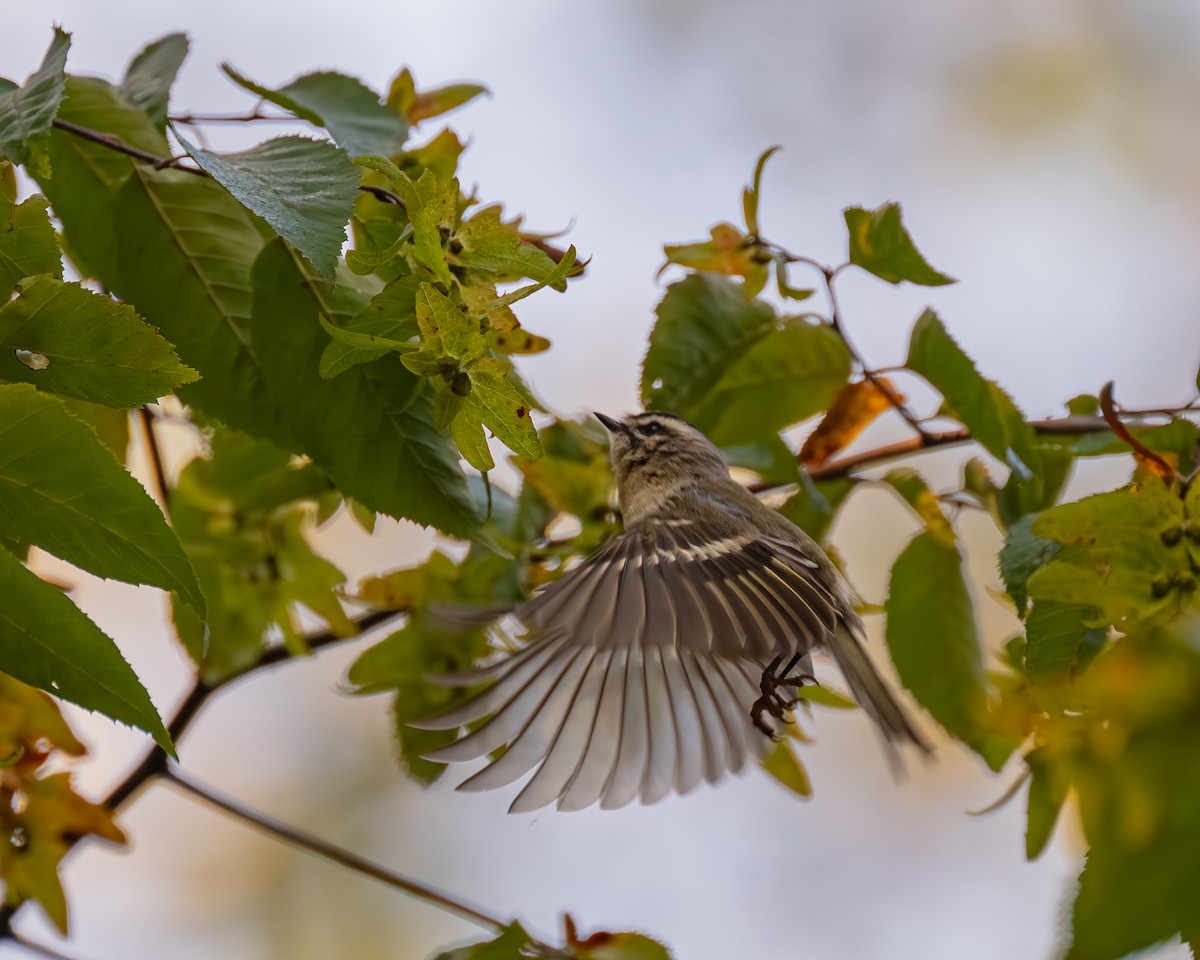 Golden-crowned Kinglet - ML609903376