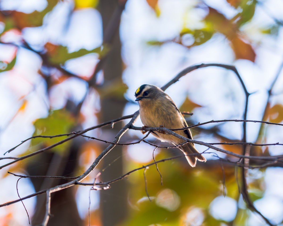 Golden-crowned Kinglet - ML609903377