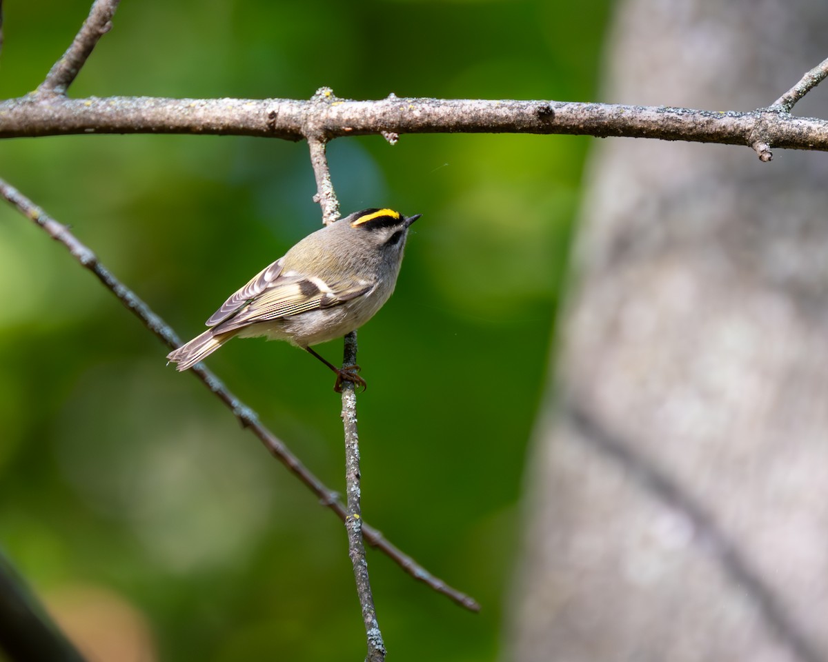 Golden-crowned Kinglet - ML609903379