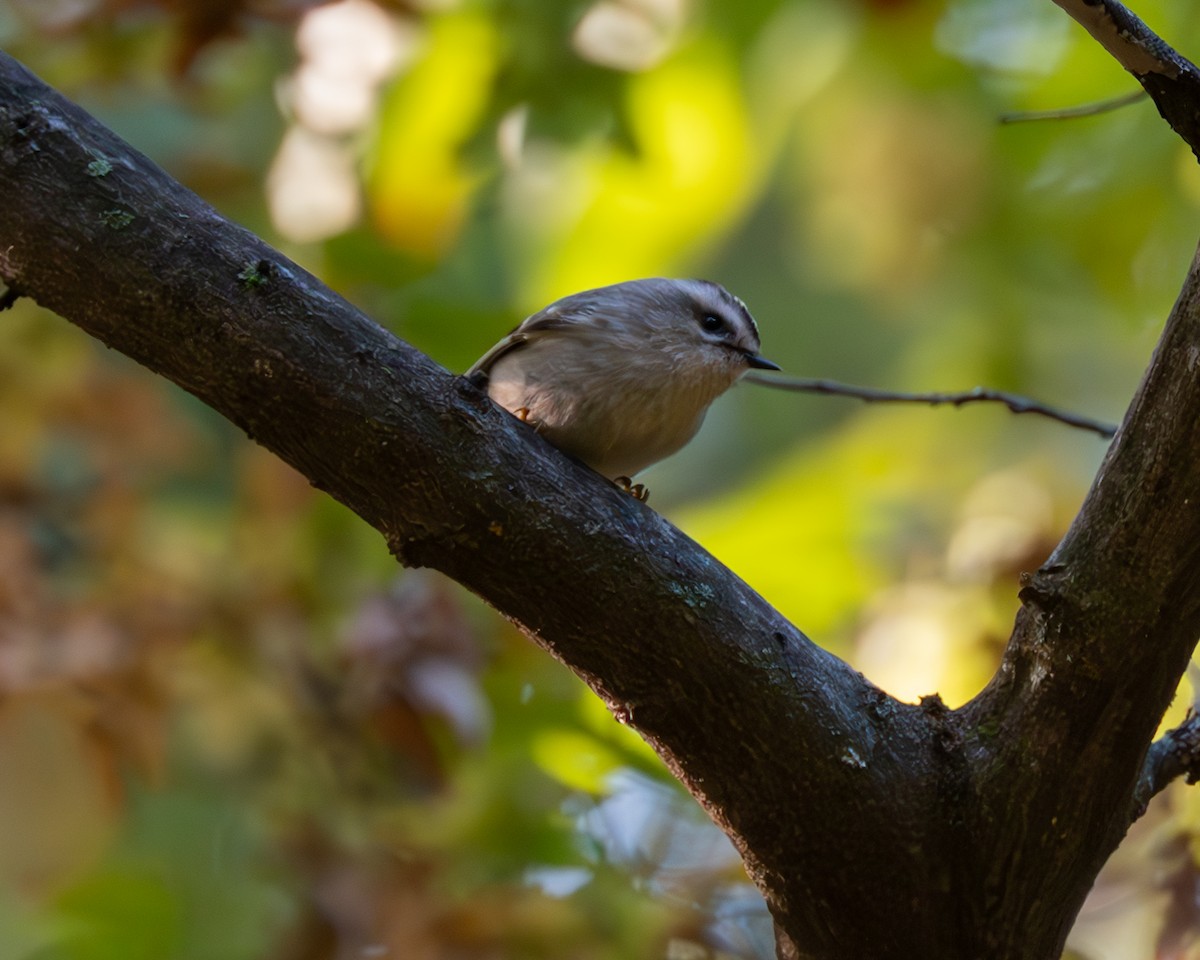 Golden-crowned Kinglet - ML609903380