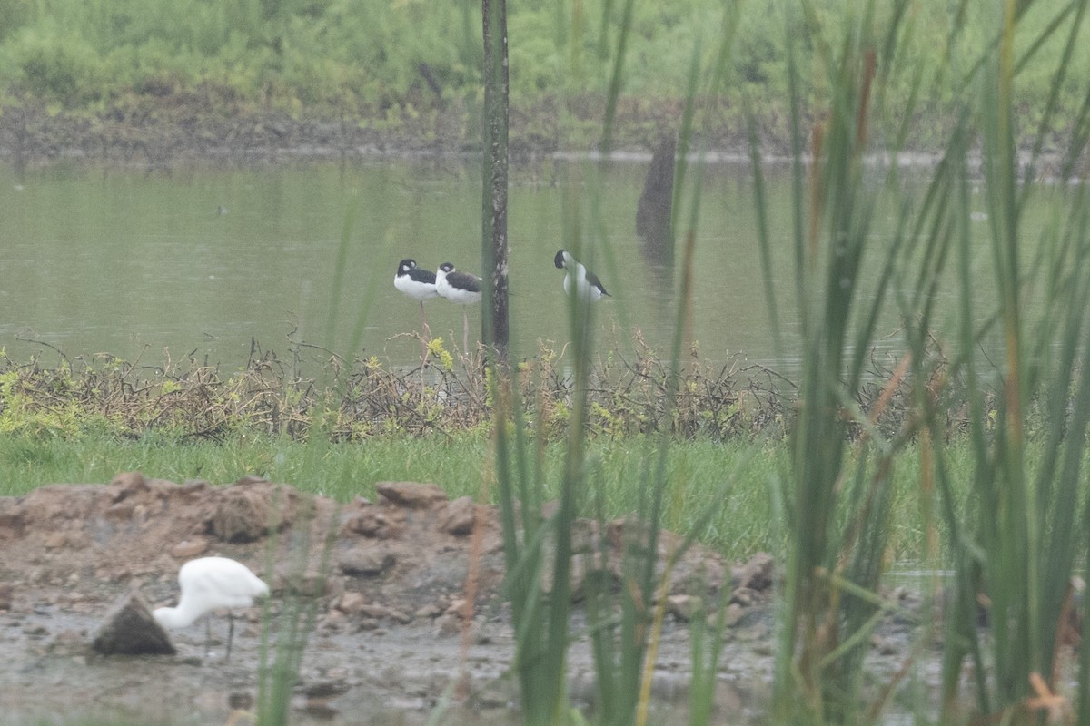 Black-necked Stilt (Black-necked) - Nige Hartley