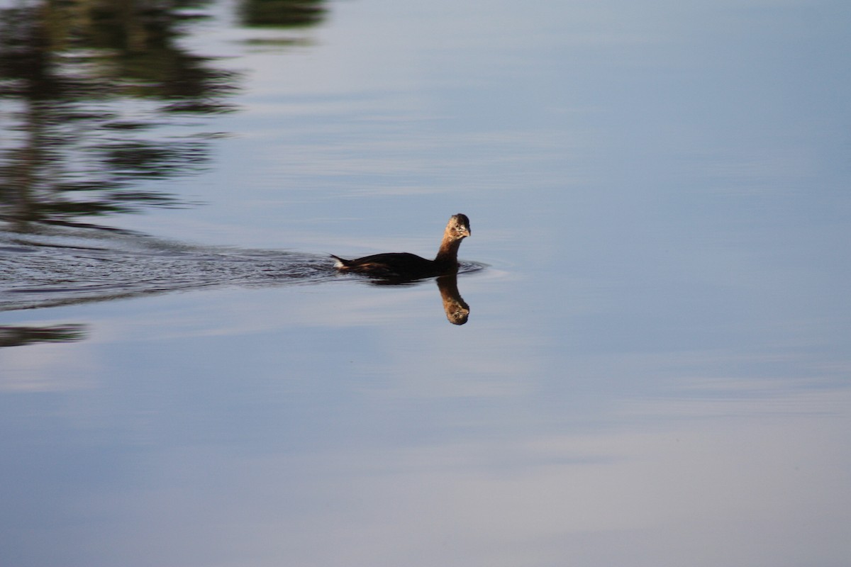 Pied-billed Grebe - ML609903417