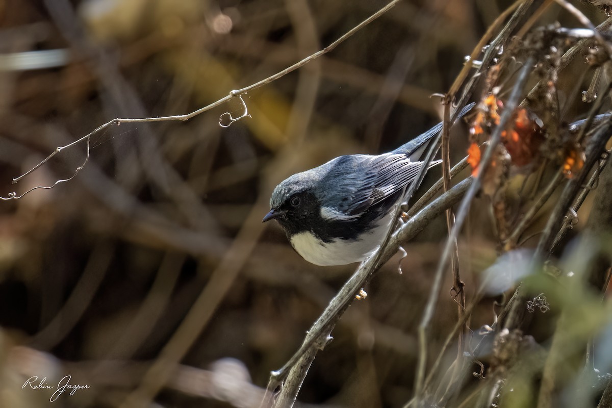 Black-throated Blue Warbler - ML609903449
