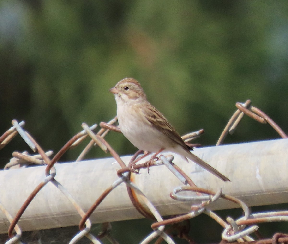 Chipping Sparrow - ML609903597